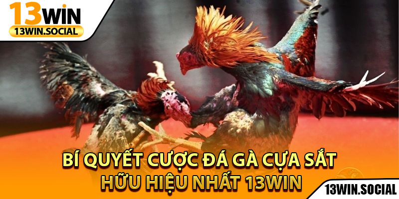Đá Gà Cựa Sắt - Luật Chơi, Và Cách Bắt Kèo Chuẩn 4 Bí quyết cược đá gà cựa sắt hữu hiệu nhất 13Win