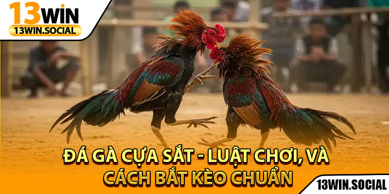 Đá Gà Cựa Sắt - Luật Chơi, Và Cách Bắt Kèo Chuẩn 1 Đá Gà Cựa Sắt - Luật Chơi, Và Cách Bắt Kèo Chuẩn