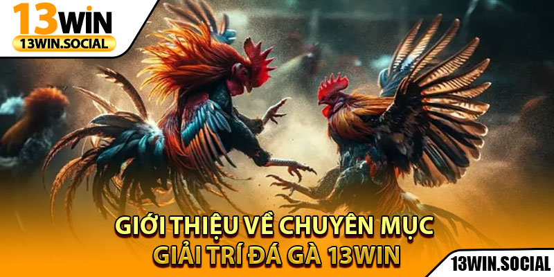 Đá Gà 13Win – Trải Nghiệm Giải Trí Kịch Tính Ngay Tại Nhà 1 Giới thiệu về chuyên mục giải trí Đá Gà 13Win