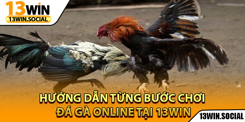 Đá Gà Online - Tận Hưởng Cuộc Chiến Gà Đỉnh Cao Mọi Lúc 4 Hướng dẫn từng bước chơi đá gà online tại 13win