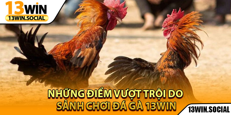 Đá Gà 13Win – Trải Nghiệm Giải Trí Kịch Tính Ngay Tại Nhà 2 Những điểm vượt trội do sảnh chơi đá gà 13Win