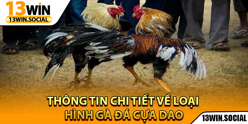 Đá Gà Cựa Dao - Chiến Lược Và Lối Chơi Hiệu Quả Tại 13Win 2 Thông tin chi tiết về loại hình gà đá cựa dao