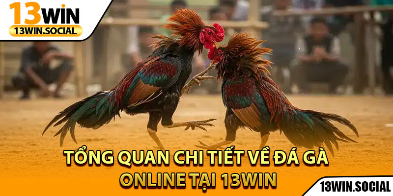 Đá Gà Online - Tận Hưởng Cuộc Chiến Gà Đỉnh Cao Mọi Lúc 2 Tổng quan chi tiết về đá gà online tại 13Win